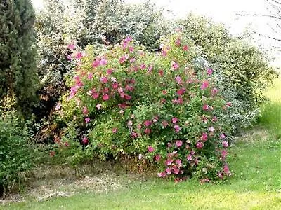 Cedrara * فيرّارا